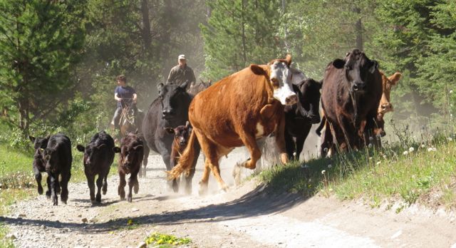 10 driving cows