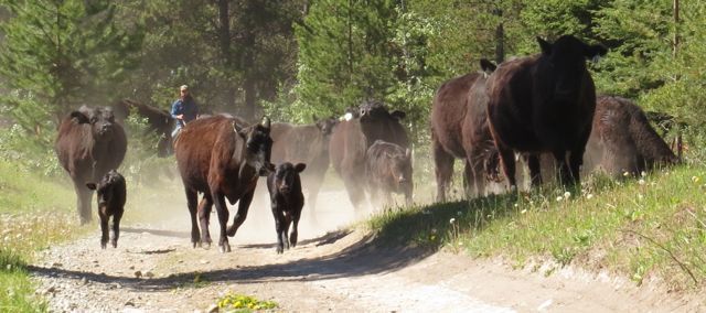 10a driving cows 2