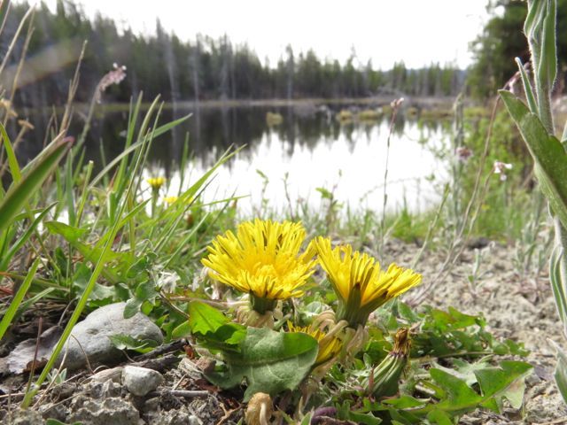 12 dandelions and lake