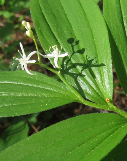 12 star flowered solomon seal