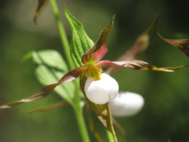 15 orchid close-up