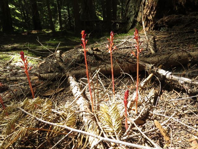 18 coral roots young and fir best