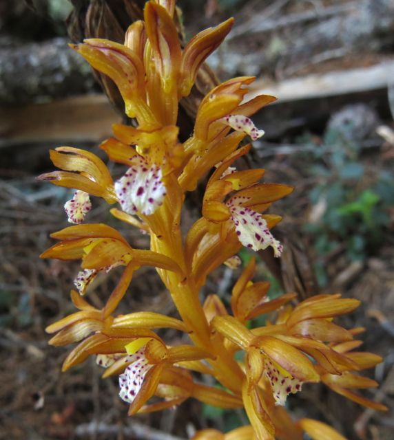 19 corralroot close-up