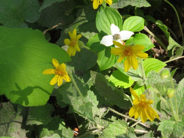 21 arnica and bunchberry