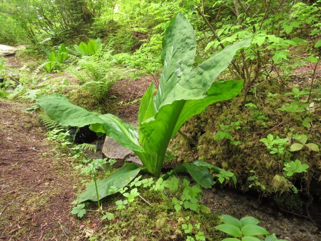 25 skunk cabbage