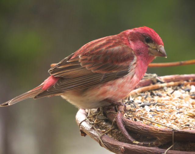 5 purple finch