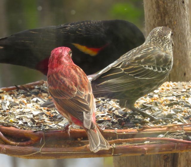 7 purple finch w bb