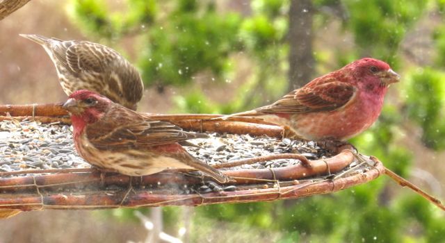 8 housefinch 1