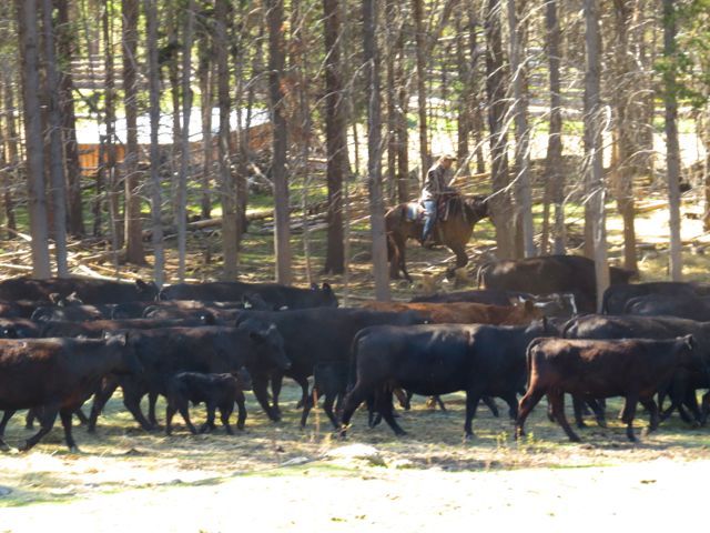8 rounding up cows