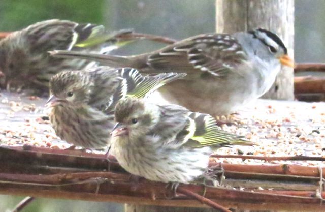 pine siskin and sparrow 2