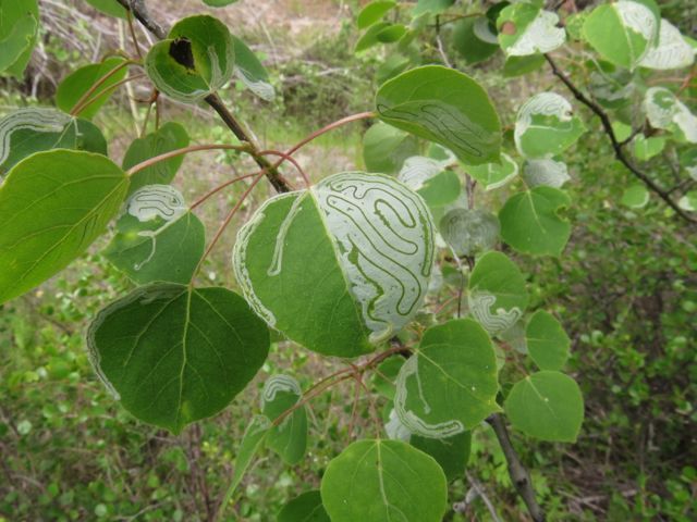 11 leaf miners