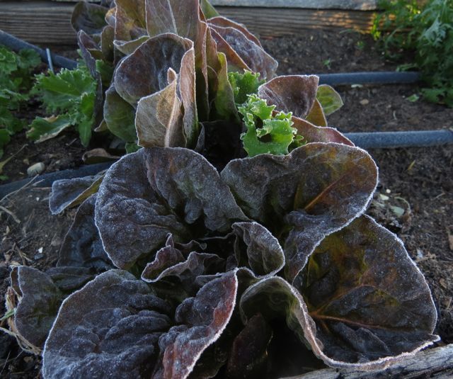 12 frosty lettuce