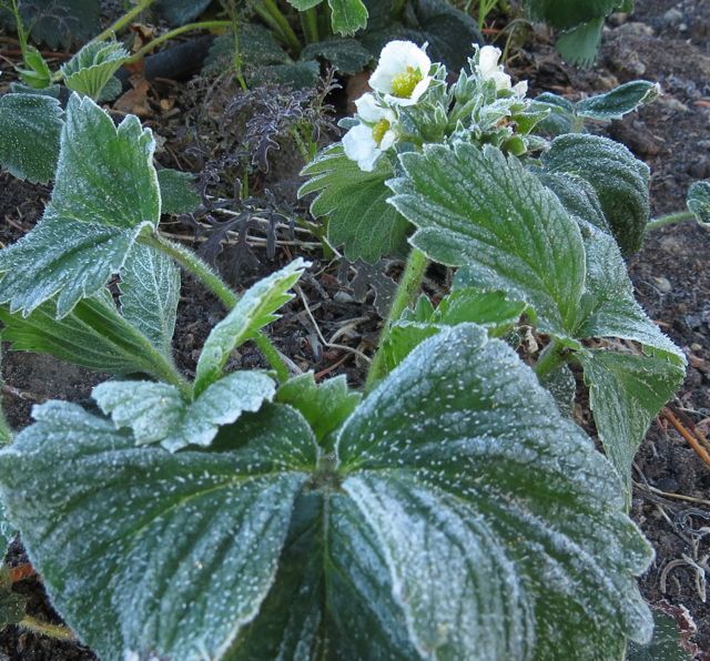 13 frosty strawberries