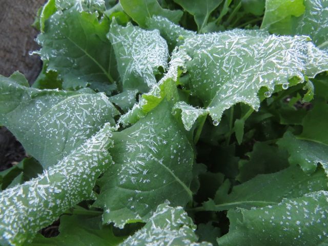 14 frost kale 1