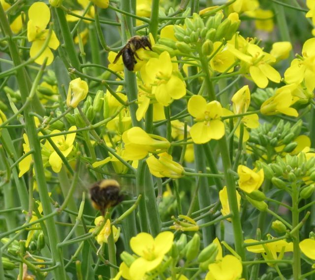 16 bees kale flowers