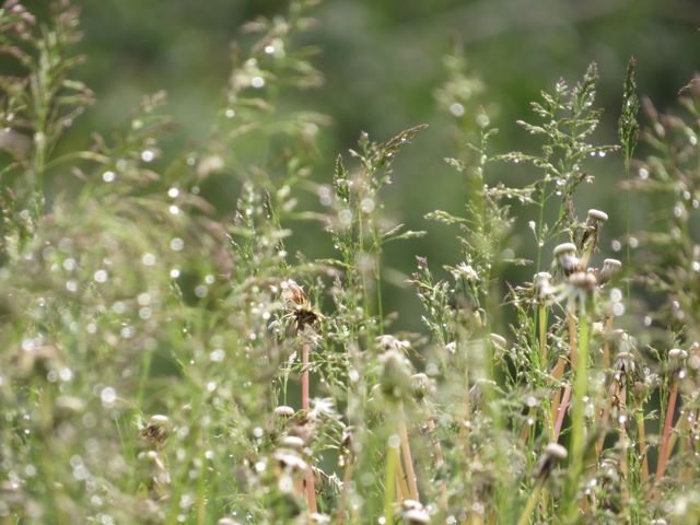 17 grasses in rain