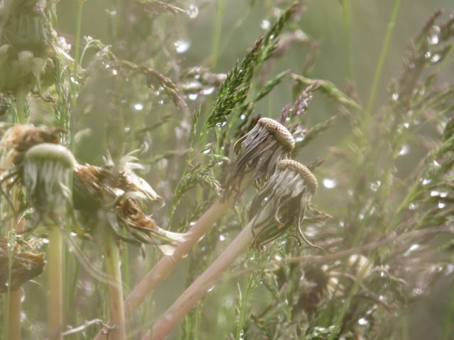 18 dandelion heads