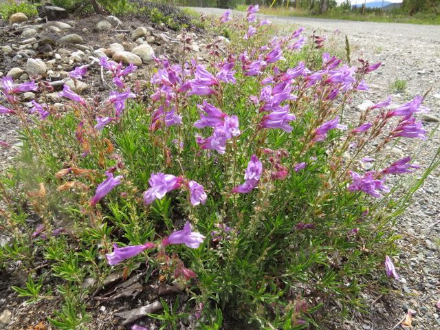 3a richardson's penstemon