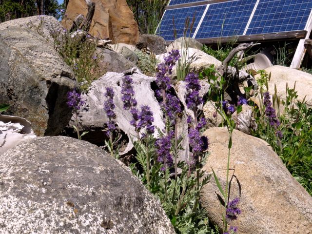 4 silky phacelia