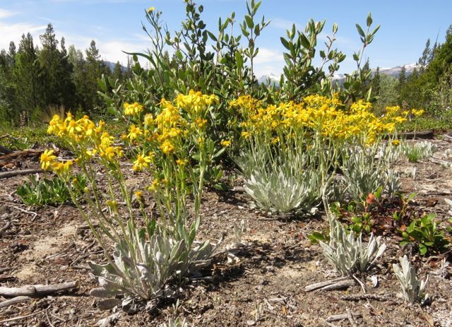 5 silvery butterweed