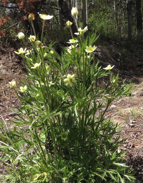 6 cut leaf anemone best