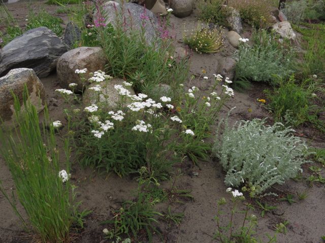 8 yarrow best