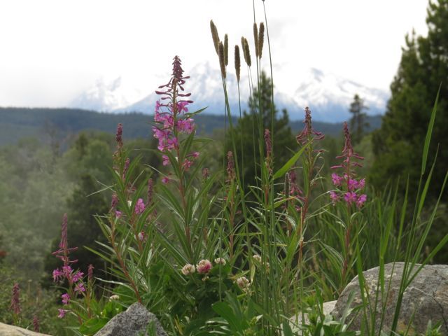 9 fireweed