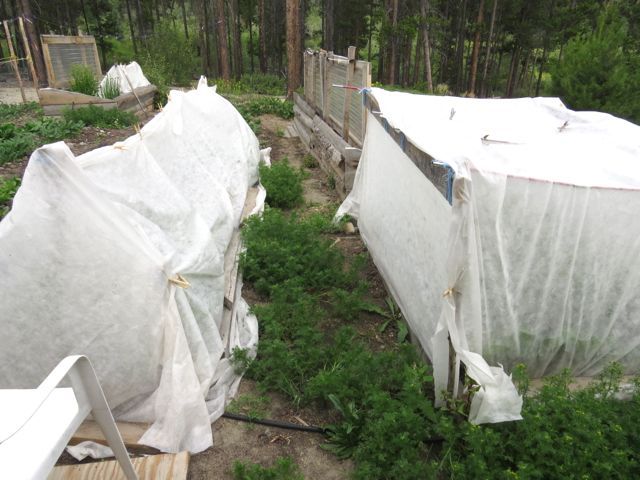 1 kale tents