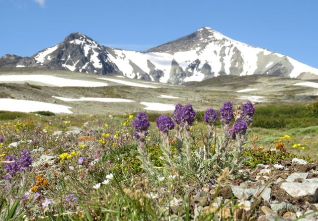 10 silky phacelia