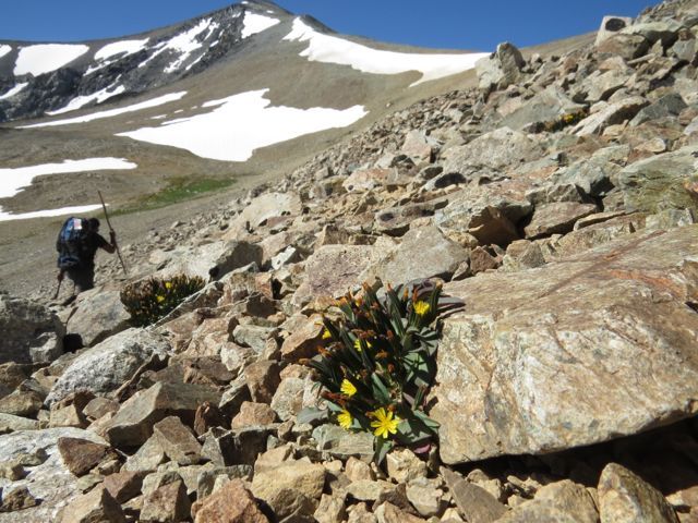 11 dwarf hawksbeard