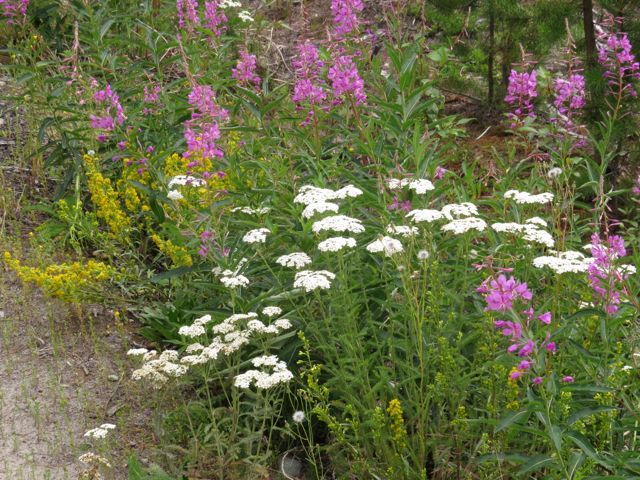 13 fireweed blooming