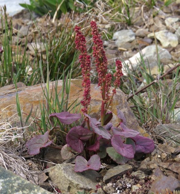 14 mountain sorrel