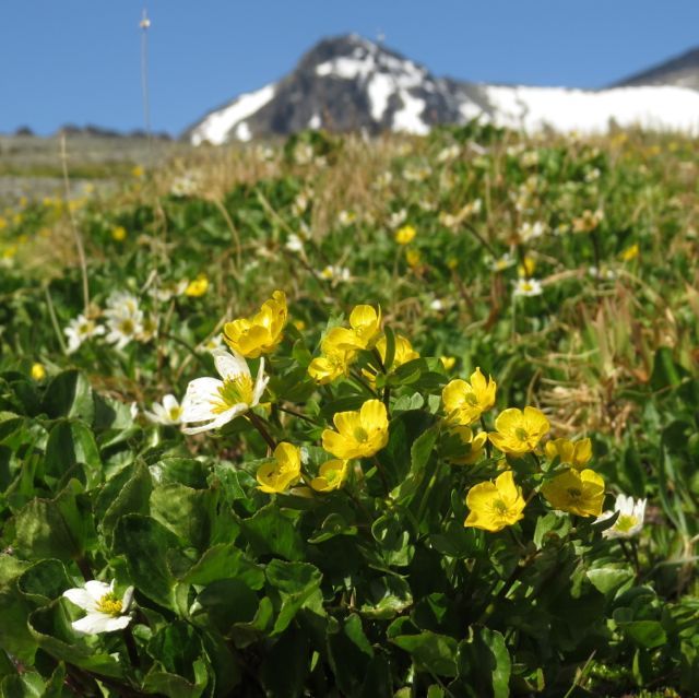 15 mt meadow buttercups and mmm