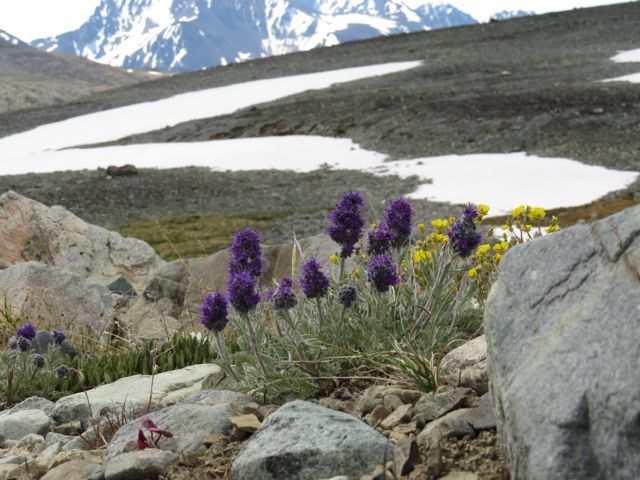 16 phacelia and pot