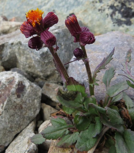 17 small flowered seneciao