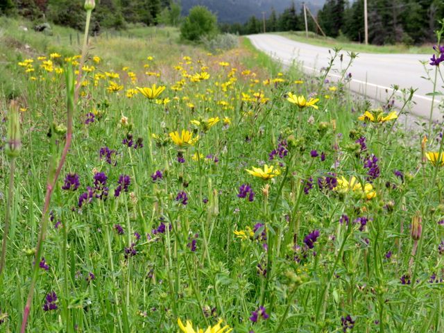 2 roadside weeds