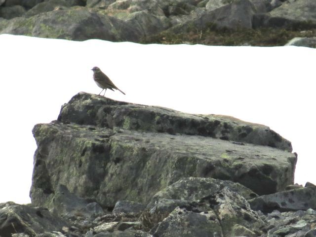 22 horned lark