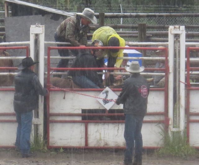 23 bull riding  in chutes