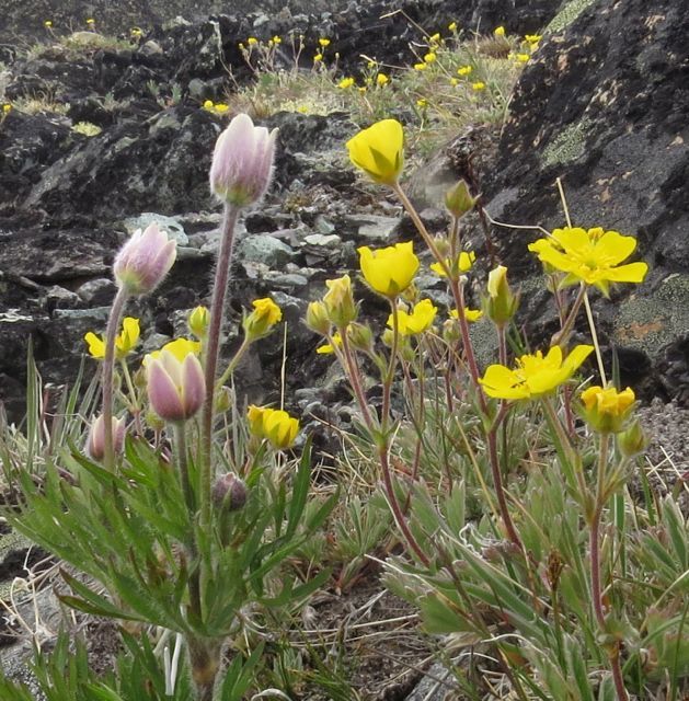 27 cutleaf anemone and pot