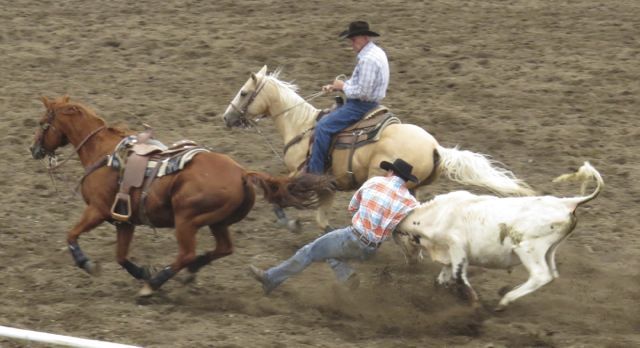 3 Anahim Lake Stampede steer wrestling best