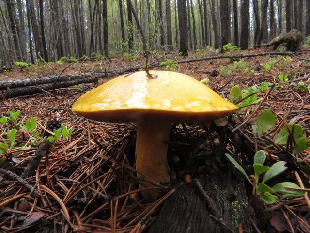 3 boletus