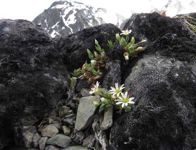 32 Shining chickweed