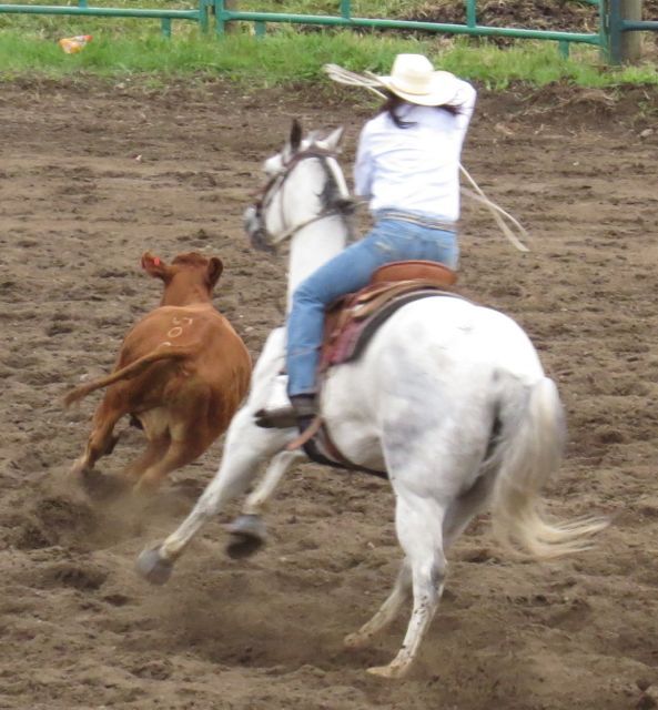 4 breakaway calf roping