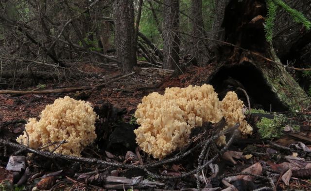 4 cauliflower fungus