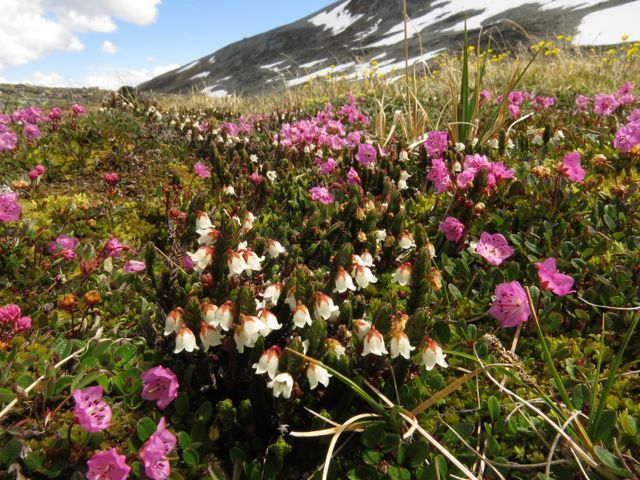 43 heather and bog laurel