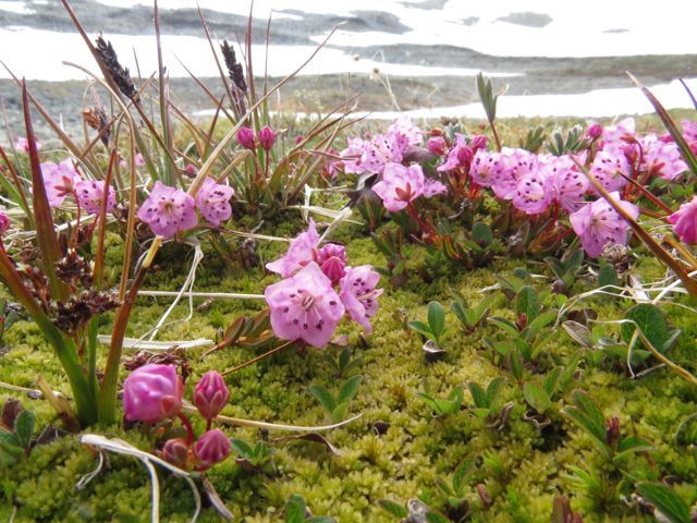 44 bog laurel