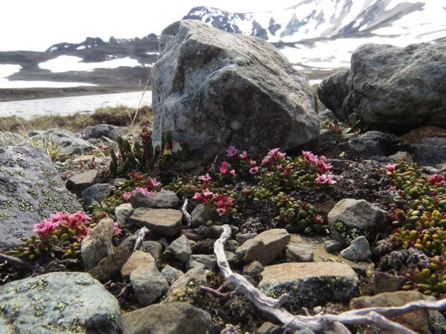 50 creeping azalea