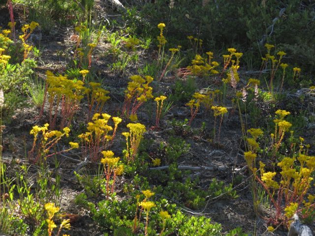 5a stonecrop 2