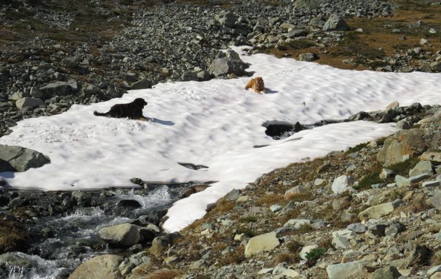 8 dogs snowbank