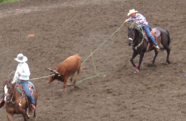 9 team roping success